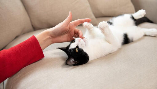 Wie Kann Man Eine Katze Sinnvoll Beschäftigen?